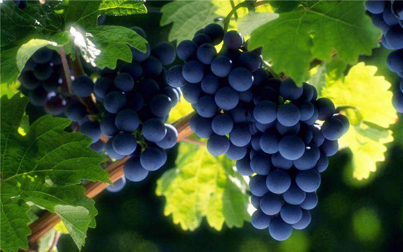История в виноградной лозе