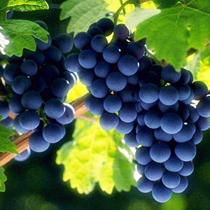 История в виноградной лозе - фото